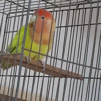 طوطی گمشده