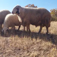 قوچ سنجابی بختیاری دورگه|حیوانات مزرعه|گهواره, |دیوار