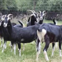 کره چبش الپاین انگلیسی