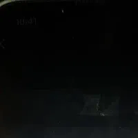 یک عدد طوطی پیداشده