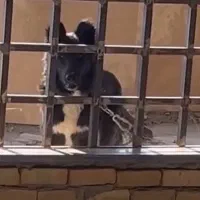 سگ قدریجونی