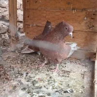 کفتر پرشی میخای بیا|پرنده|کاشان, طاهرآباد|دیوار