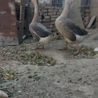 یک جفت غو فاز مورد جوجه بده
