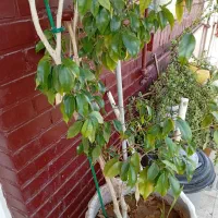 درخت بنجامین|گل و گیاه طبیعی|شیراز, بعثت|دیوار