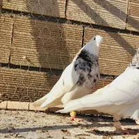 نروماده طوقی هفرنگ عتیغه اس اس|پرنده|مشهد, انقلاب|دیوار