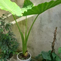 گل بابا آدم چهار برگ بزرگ