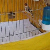 سهره ماده جوجه قفس داغ سر