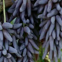 نهال های با کیفیت و لیبل دار اصلاح شده|خدمات باغبانی و درختکاری|شیراز, لاله|دیوار