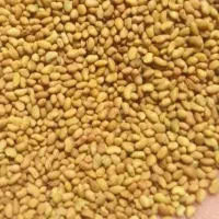 بذر یونجه همدان پایه بلند درجه یک