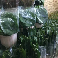 انواع برگ تزئین گل