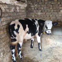 گوساله سیمینتال