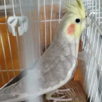 عروس هلندی نر نیمه دستی