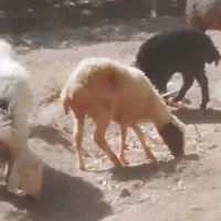 گوسفند