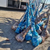 پیشفروش نهال گوجه سبز برغانی|خدمات باغبانی و درختکاری|آزادشهر, |دیوار