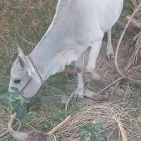 فروش گاوو شیری|حیوانات مزرعه|بم پشت, |دیوار