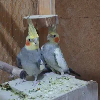 عروس هلندی|پرنده|قم, نیروگاه|دیوار