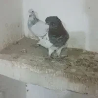 کفتر بوم ساراقون