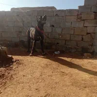 سگ گلگی درجه یک|سگ|تربت جام, جامرود|دیوار