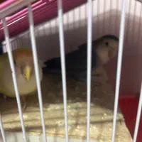 طوطی نرو ماده