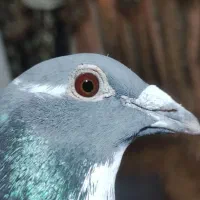 ویگن با اصالت معاوضع|پرنده|شوش, |دیوار