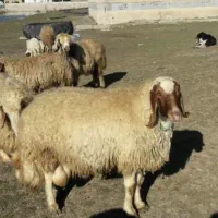 فروش گوسفند زنده