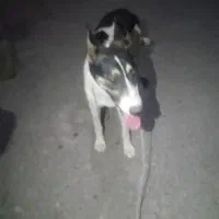 سگ شکاری