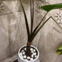 گیاه بابا ادم