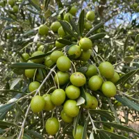 خرید نهال زیتون با تخفیف ویژه و ارسال سریع