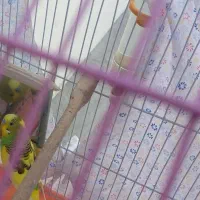 مرغ عشق نر معاوضه با ماده