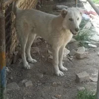 سگ خراسانی ایلاتی