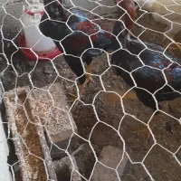 خروس و مرغ سموئیل مصری