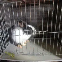 خرگوش خوب و اروم