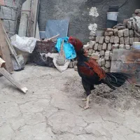 خروس لاری اصیل