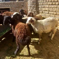 فروش بره افشار|حیوانات مزرعه|نهاوند, |دیوار