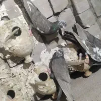 کبوتر دورگ مگسی|پرنده|ایرانشهر, |دیوار