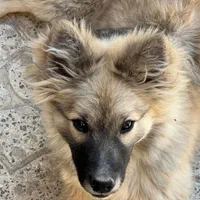 سگ اشپیتز نر|سگ|ارومیه, |دیوار