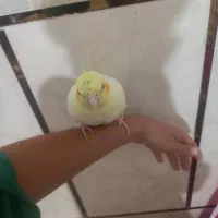 عروس هلندی|پرنده|وحدتیه, |دیوار