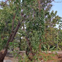 بادام مامایی ۶۰۰تومان وبادام کاغذی ۹۸۰ هزارتومان|خوردنی و آشامیدنی|شاهینشهر, گرگاب|دیوار