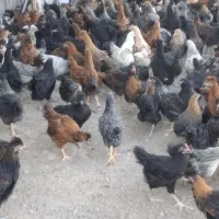 طاقچه گلپایگان ۴ماهه ۸۰صدصد کاکلی قشنگ