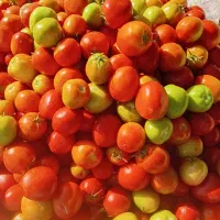 گوجه رسیده و نیمه رسیده