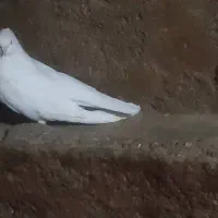 کبوتر تهرانی چش نوک|پرنده|شهرکرد, |دیوار