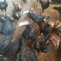 جوجه لاری|حیوانات مزرعه|یزد, |دیوار