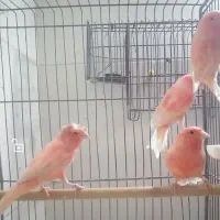 قناری سرخ نر|پرنده|شهرضا, |دیوار