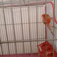 قناری|پرنده|ماهان, |دیوار