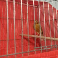 سه عدد قناری  نر