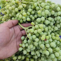 غوره|خوردنی و آشامیدنی|مرودشت, ژیان|دیوار