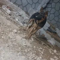 فروش سگ ژرمن