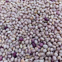 لوبیا چیتی تناژ