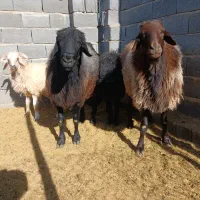 قوچ هترو افشاری|حیوانات مزرعه|مشهد مرغاب, |دیوار