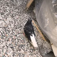 دم سفید|پرنده|شوشتر, |دیوار